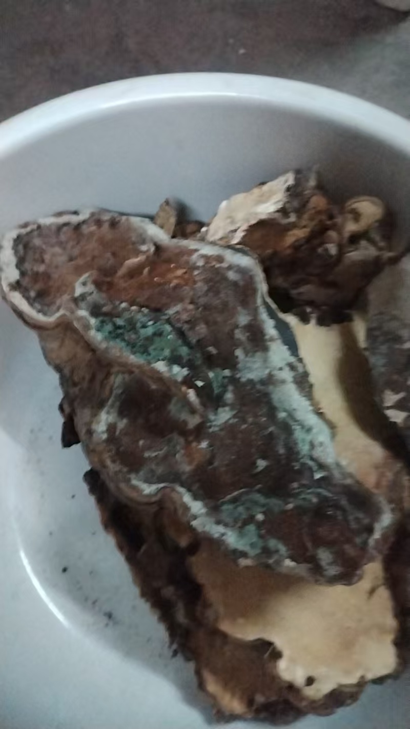 树舌