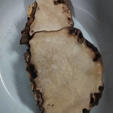 树舌