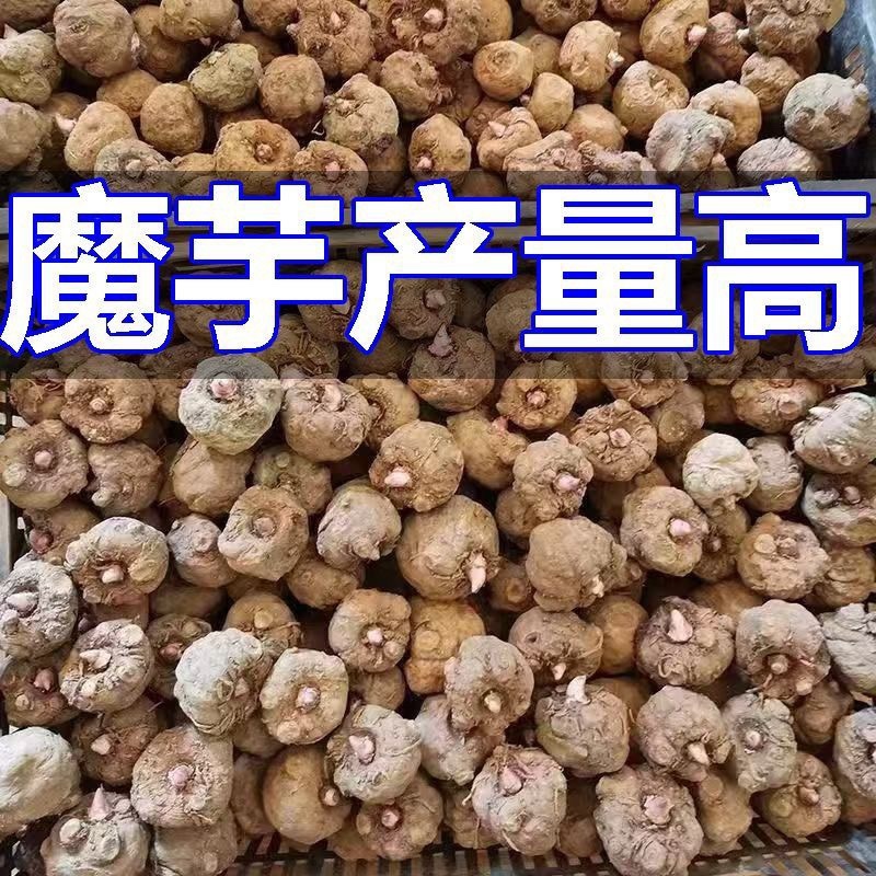 魔芋种子/自然黄/自然紫/自然红/三种规格都有