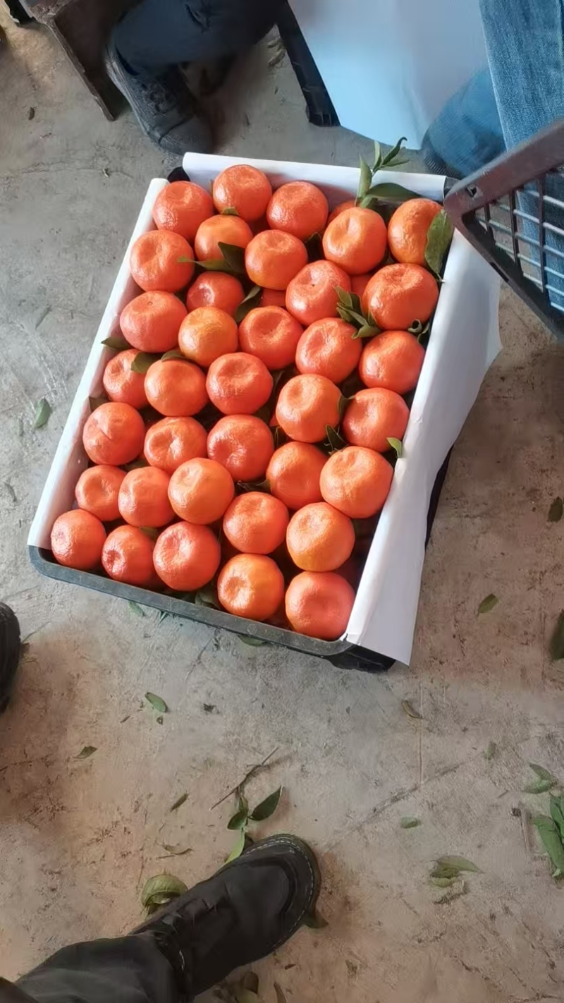 万州红橘