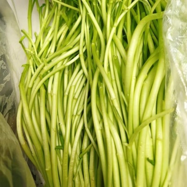 湖北洪湖露天黎蒿芦蒿泥蒿精品时令现采现发