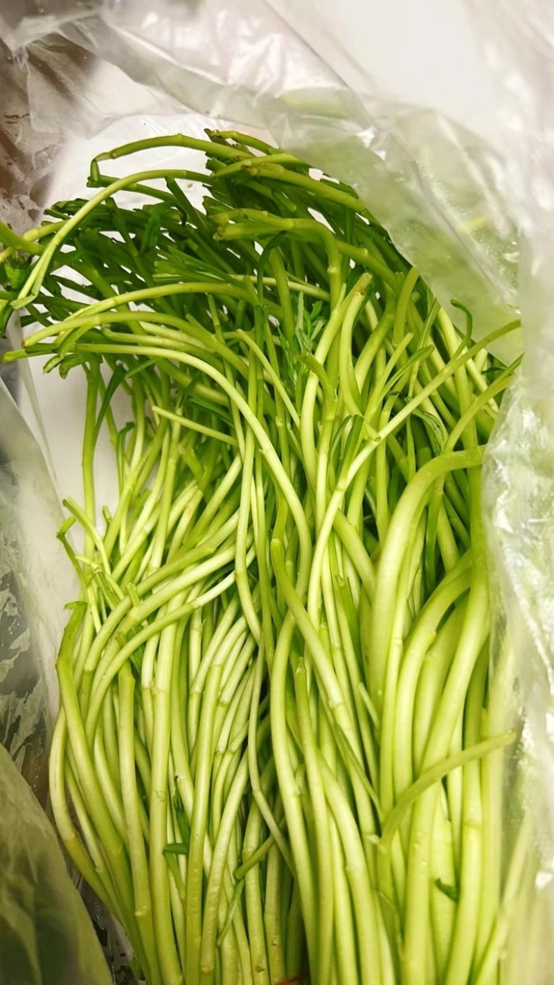 湖北洪湖露天黎蒿芦蒿泥蒿精品时令现采现发