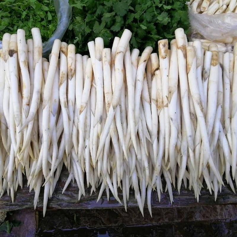 云南野菜建水草芽