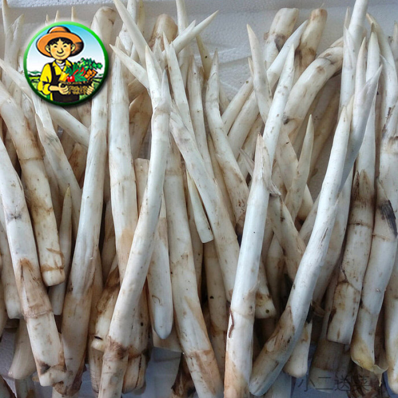 云南野菜建水草芽