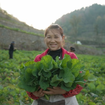 菜苔硒菜苔湖北恩施硒菜苔现摘现发产地直供一手货源