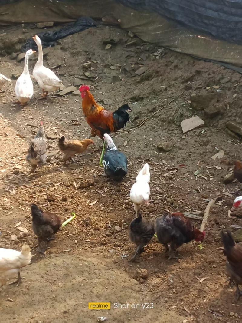 【推荐】云南土鸡老母鸡/散养走地鸡平均鸡龄1年以上