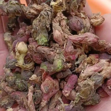 款冬花中药材