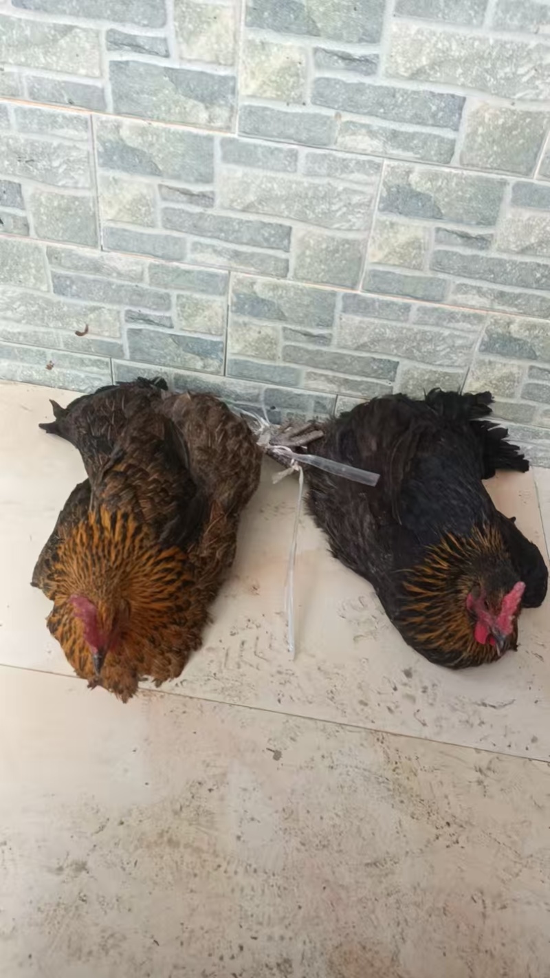 【推荐】云南土鸡/走地鸡/视频看货/品质保证/欢迎咨询