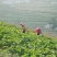 菜苔硒菜苔富硒菜苔现摘现发产地直供一手货源欢迎来电