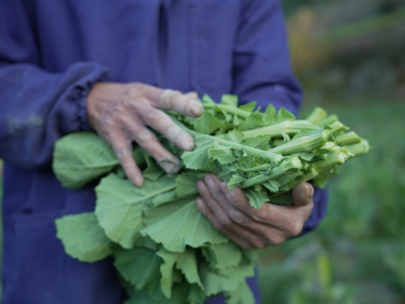 菜苔硒菜苔富硒菜苔现摘现发产地直供一手货源欢迎来电