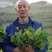 菜苔硒菜苔富硒菜苔现摘现发产地直供一手货源欢迎来电