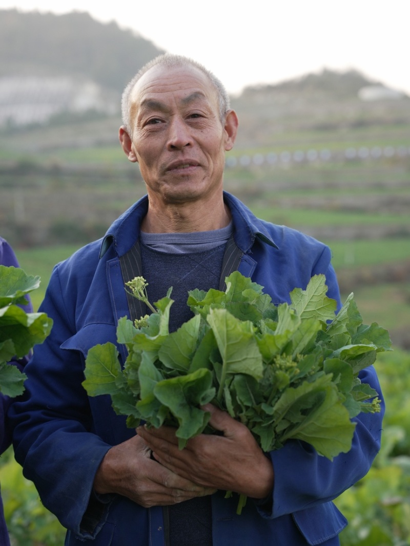 菜苔硒菜苔富硒菜苔现摘现发产地直供一手货源欢迎来电