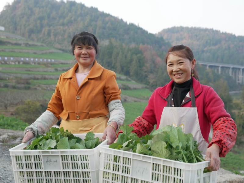 菜苔硒菜苔富硒菜苔现摘现发产地直供一手货源欢迎来电