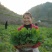 菜苔硒菜苔富硒菜苔现摘现发产地直供一手货源欢迎来电