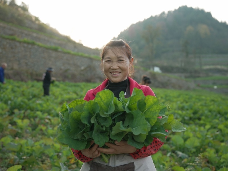 菜苔硒菜苔富硒菜苔现摘现发产地直供一手货源欢迎来电