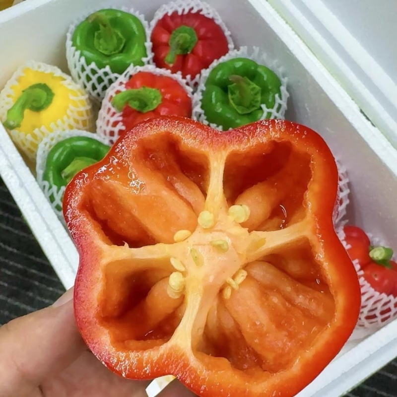 【推荐】山东精品彩椒电商社区团购，现摘现发