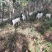 湖北省荆门市屈家岭管理区活体山羊售卖