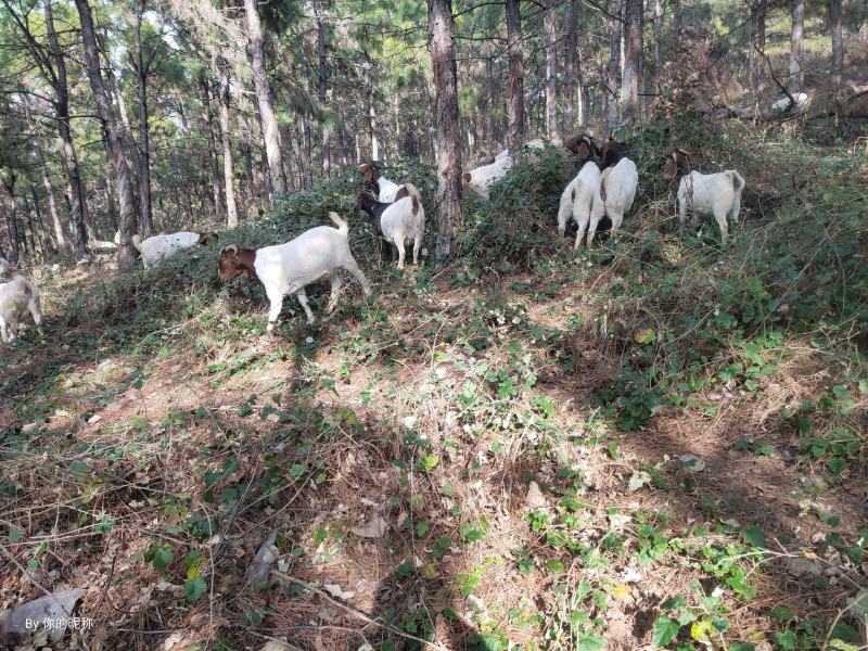 湖北省荆门市屈家岭管理区活体山羊售卖