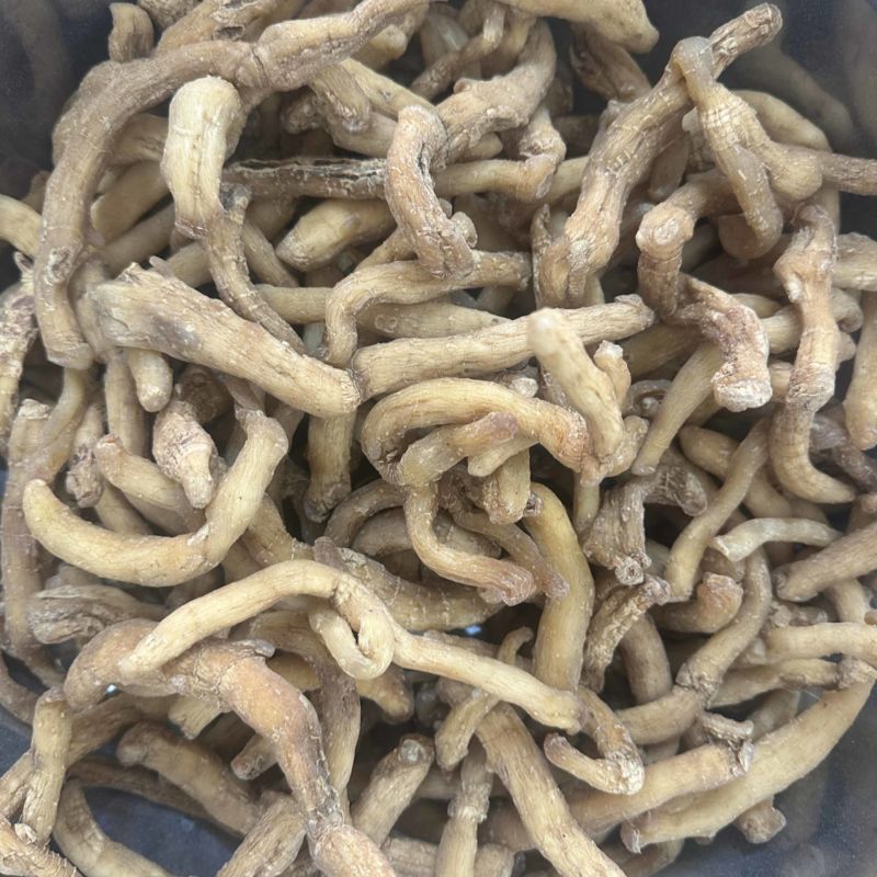 玉竹
