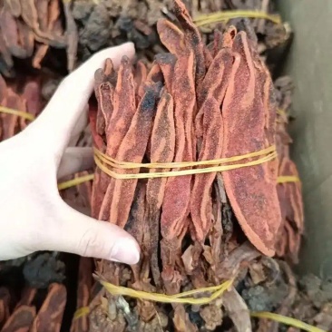 中药材回春草