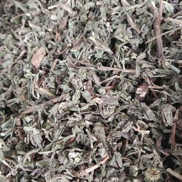 中药材草药旱莲草