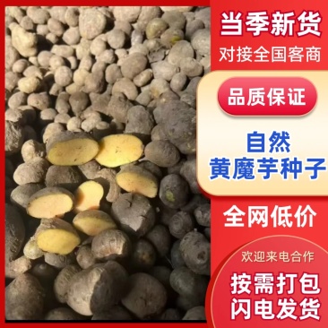 二代魔芋种子/产区直发/大量有货/欢迎选购