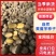 二代魔芋种子/产区直发/大量有货/欢迎选购