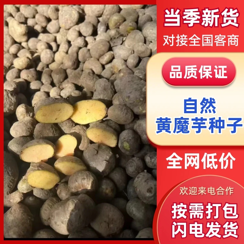 二代魔芋种子/产区直发/大量有货/欢迎选购