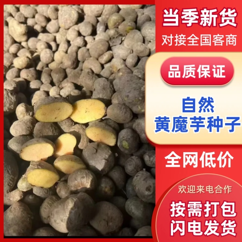 二代魔芋种子/产区直发/大量有货/欢迎选购