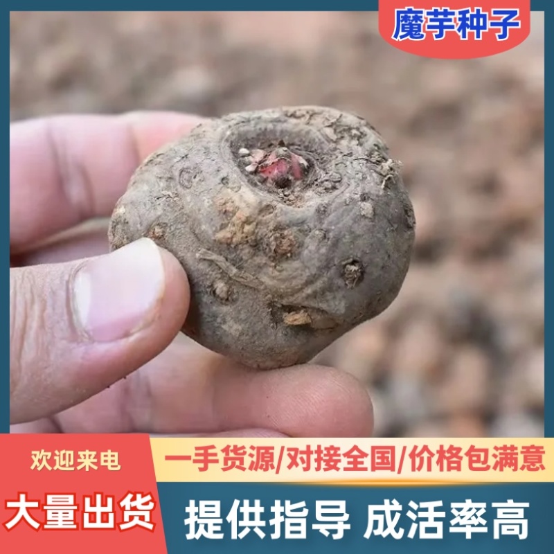 二代魔芋种子/产区直发/大量有货/欢迎选购