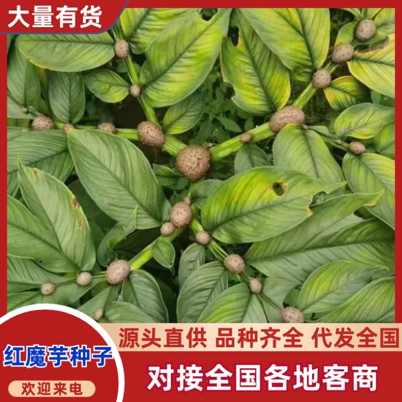 二代魔芋种子/产区直发/大量有货/欢迎选购