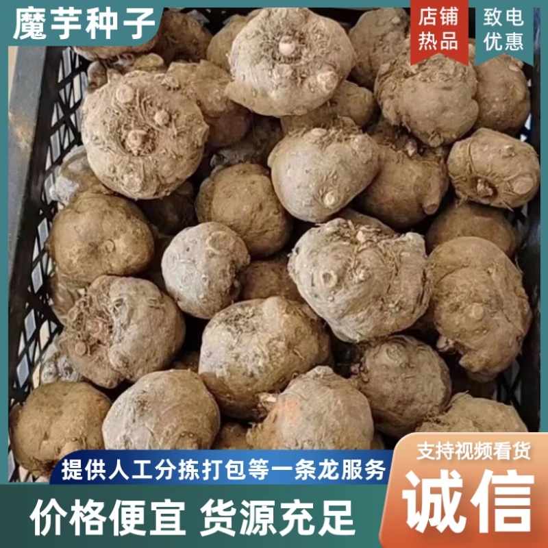 二代魔芋种子/产区直发/大量有货/欢迎选购