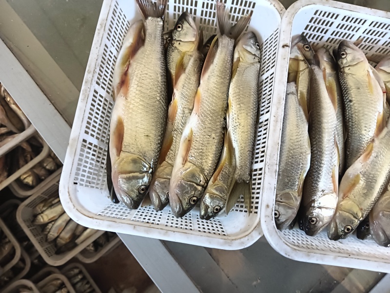 大嘴白鱼