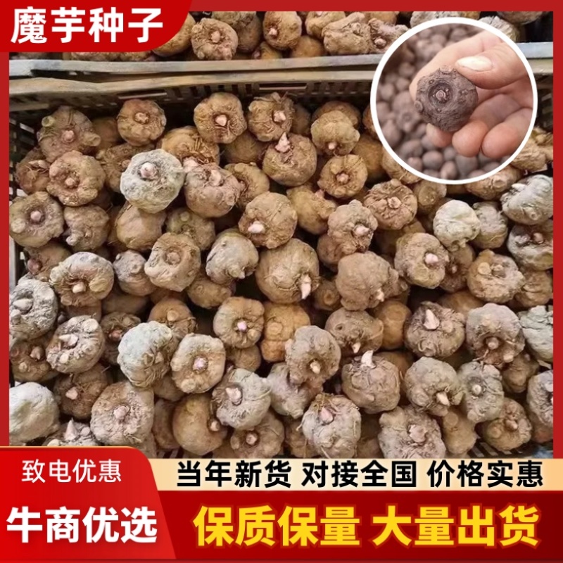 二代魔芋种子/产区直发/大量有货/欢迎选购