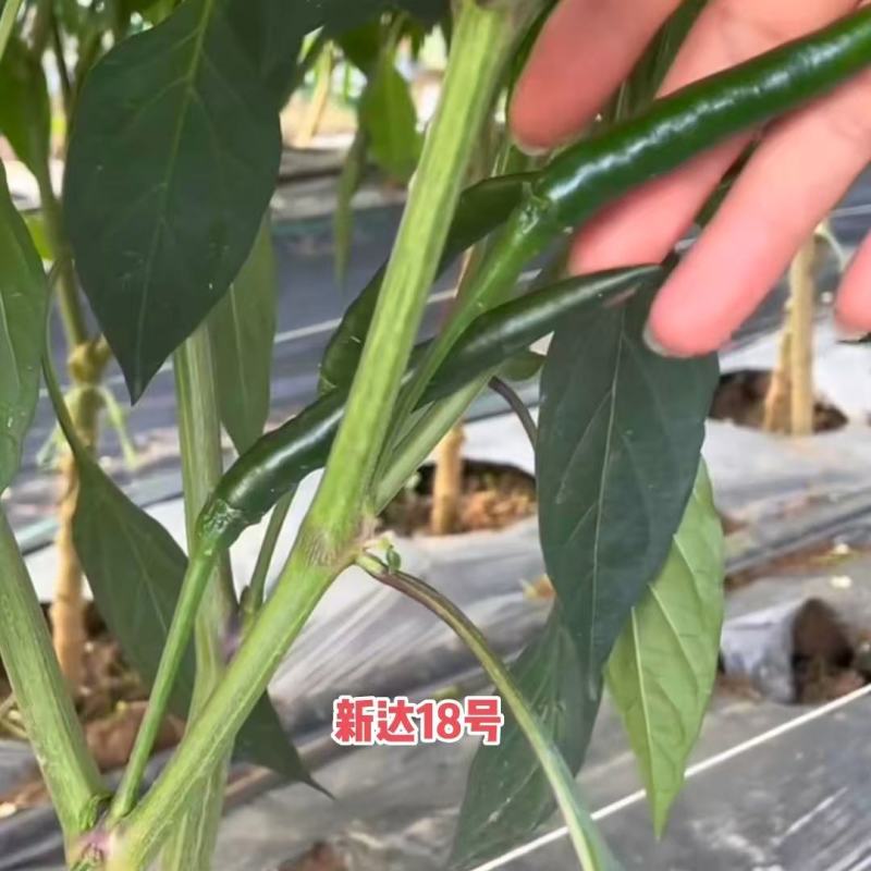 正宗新达18号朝天椒种子长把顺直特大果朝天椒种籽硬度好辣
