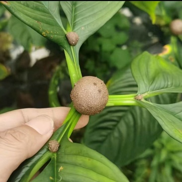 珠芽黄魔芋种子