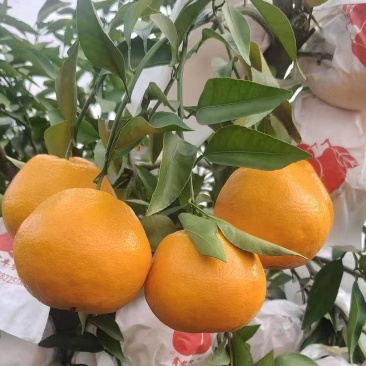 四川耙耙柑，皮薄多汁，纯甜无酸，细腻化渣。