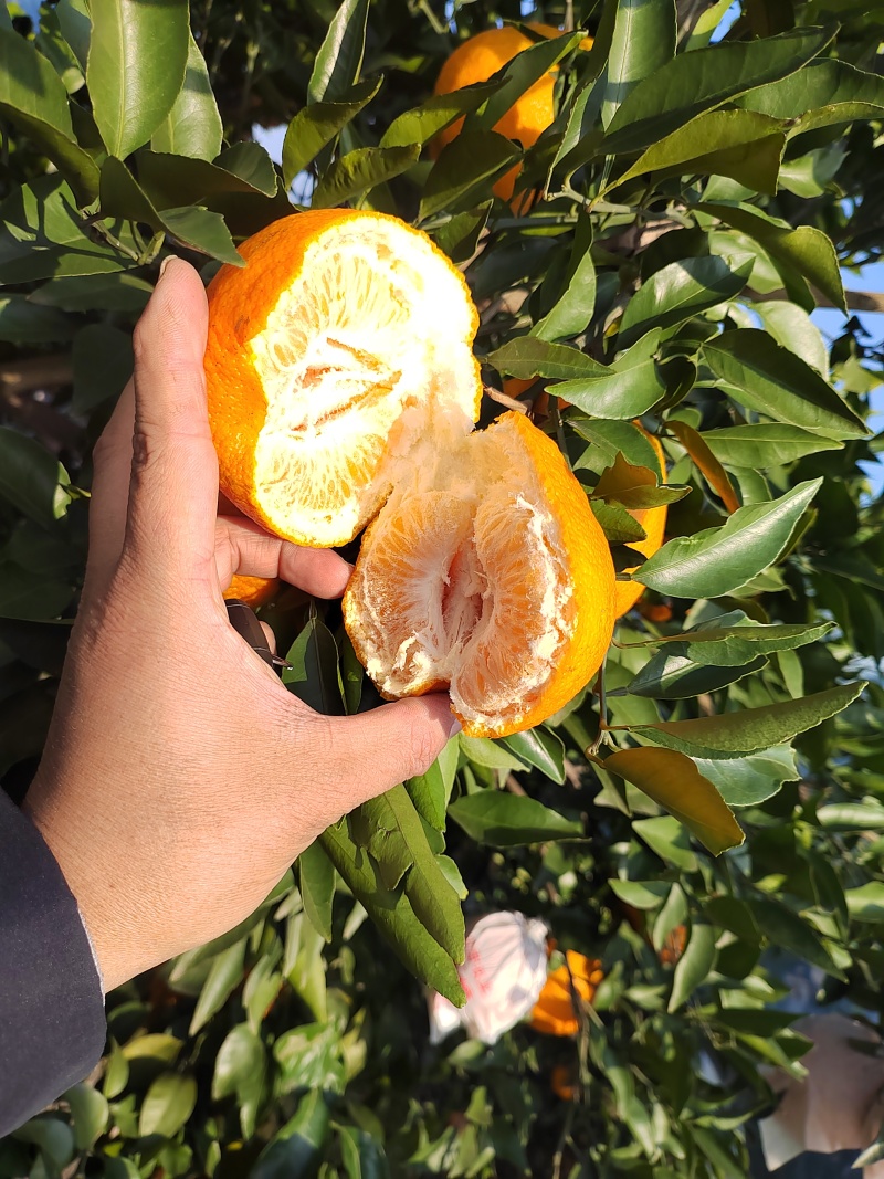 四川耙耙柑，皮薄多汁，纯甜无酸，细腻化渣。