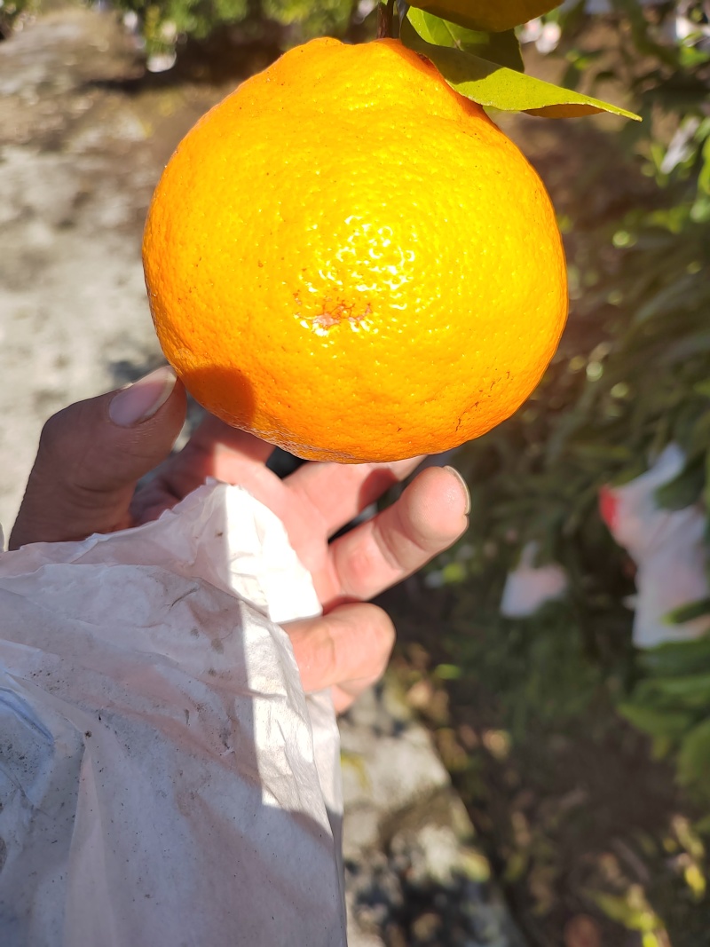 四川耙耙柑，皮薄多汁，纯甜无酸，细腻化渣。