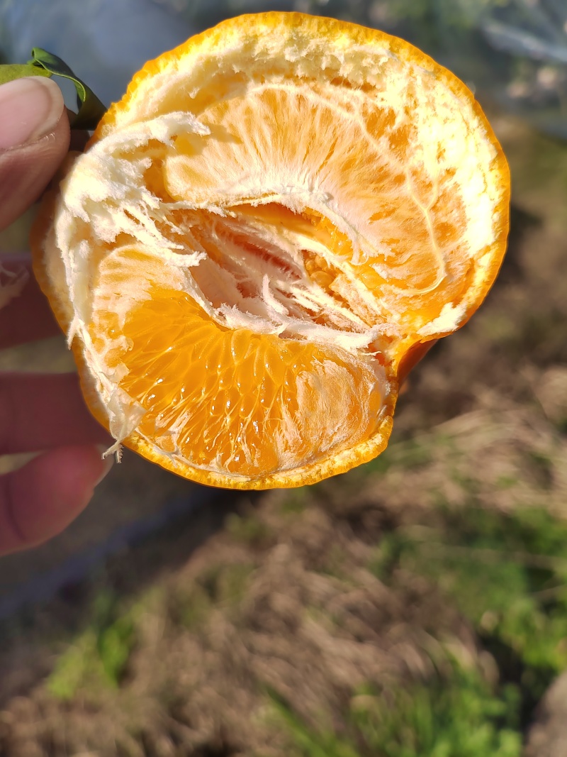 四川耙耙柑，皮薄多汁，纯甜无酸，细腻化渣。