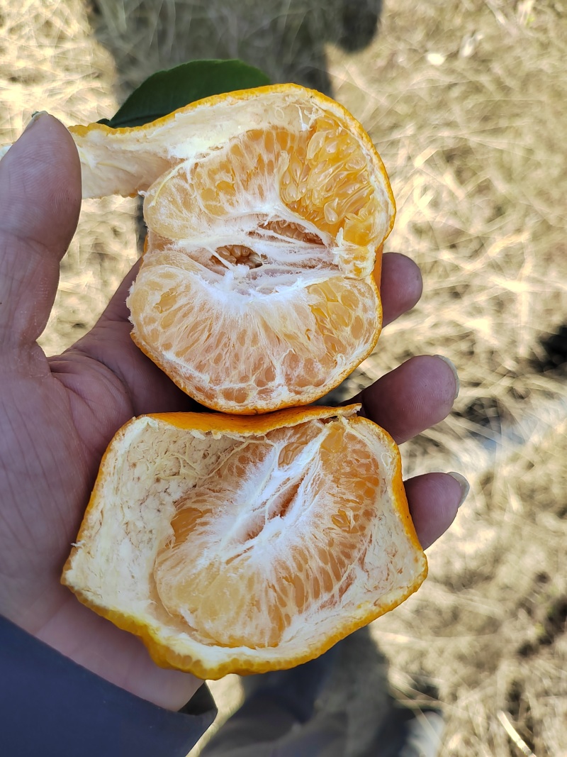 四川耙耙柑，皮薄多汁，纯甜无酸，细腻化渣。