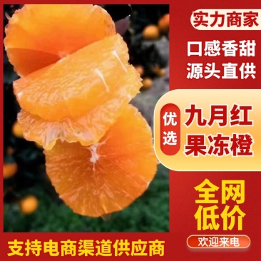 九月红果冻橙皮薄多汁口感细腻果肉晶莹剔透
