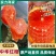 秭归红心橙中华红血橙口感清甜入口即化水份超足