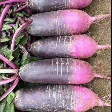 冰激凌萝卜
