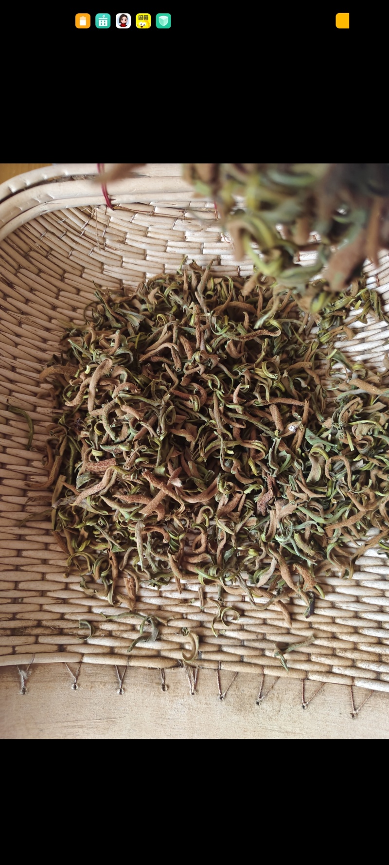 古北岳恒山《大茂山》纯野生茶草