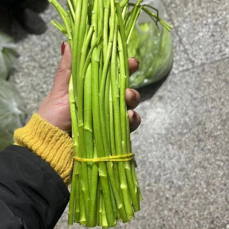 江苏精品芦篙产地直销品质保证代发全国量大从优
