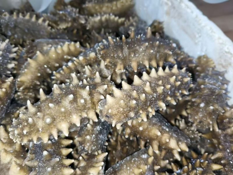 《包邮》曹妃甸海参16-20个基地直发对接全国量大从优