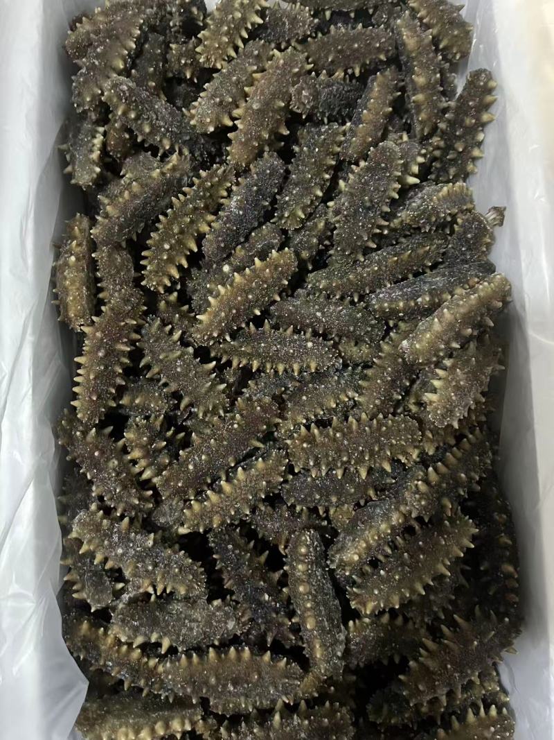 《包邮》曹妃甸海参16-20个基地直发对接全国量大从优