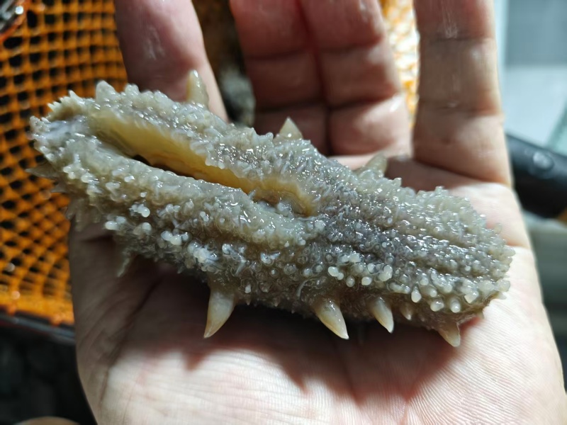《包邮》曹妃甸海参16-20个基地直发对接全国量大从优