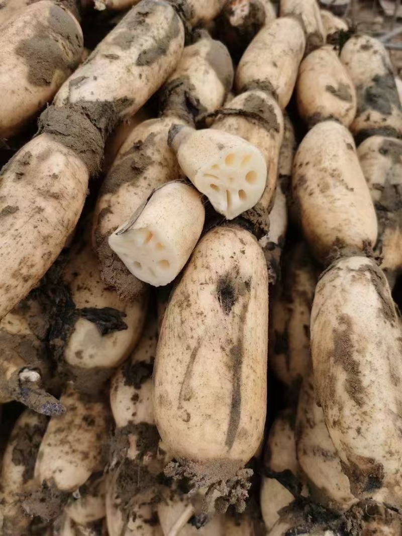 山东省菏泽市曹县万亩荷塘种植基地示范，白莲藕品质优良，